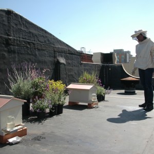 Meredith overseeing her hives